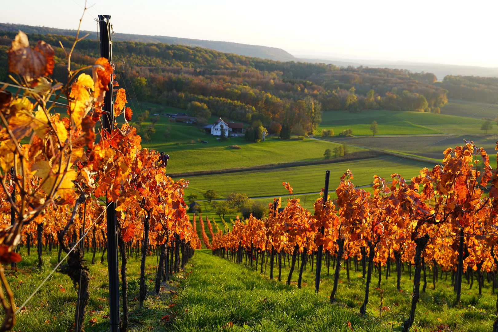 Indian Summer im Württemberger Weinberg (Horn Oberderdingen)