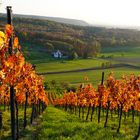 Indian Summer im Württemberger Weinberg (Horn Oberderdingen)