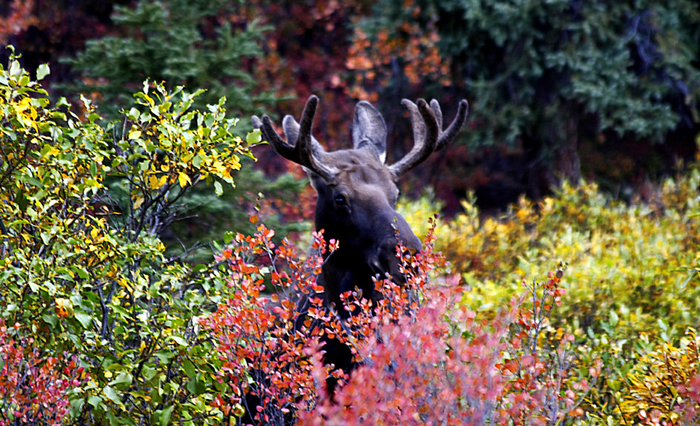 Indian Summer in Alaska