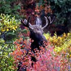 Indian Summer in Alaska