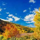 Indian Summer in Arrowtown