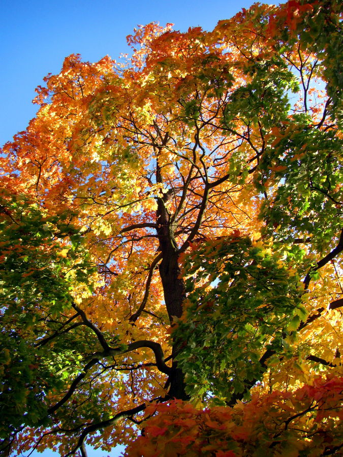 Indian Summer in Berlin