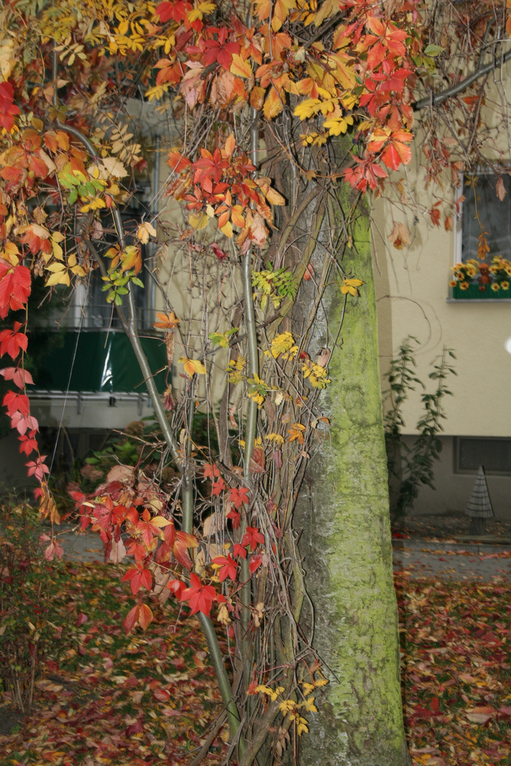 Indian Summer in Berlin-Town