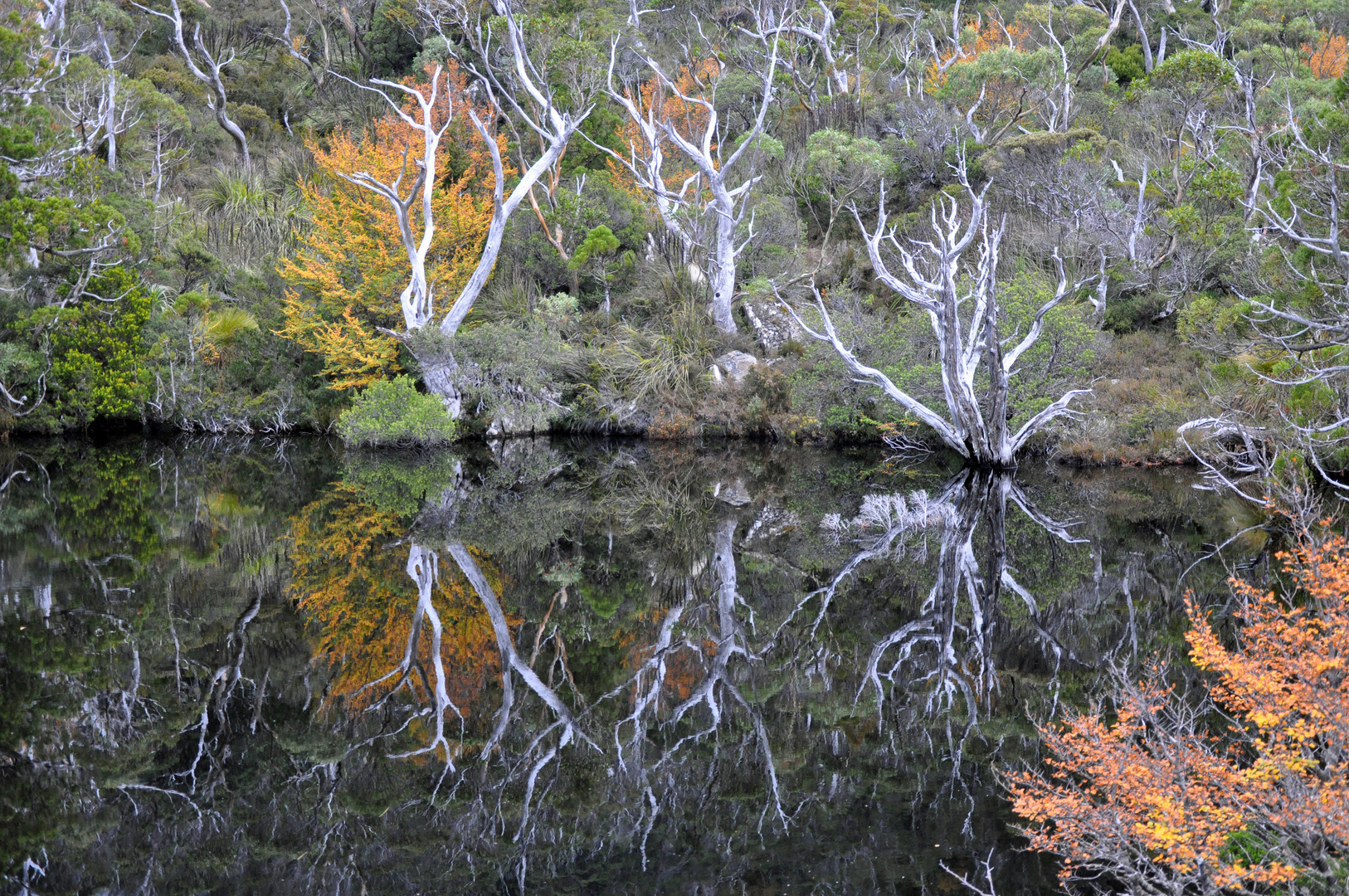 Indian Summer in den Cradle Mountains (TAS)