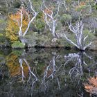 Indian Summer in den Cradle Mountains (TAS)