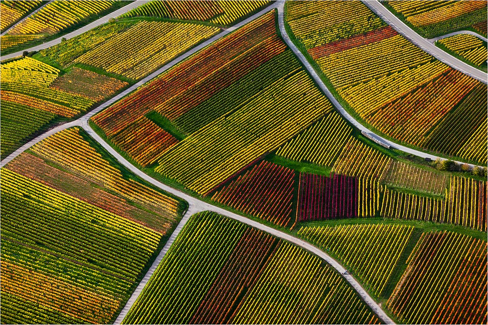 Indian Summer in den Weinbergen #04