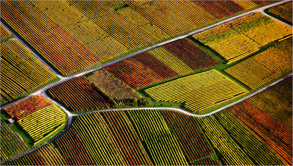 Indian Summer in den Weinbergen #05