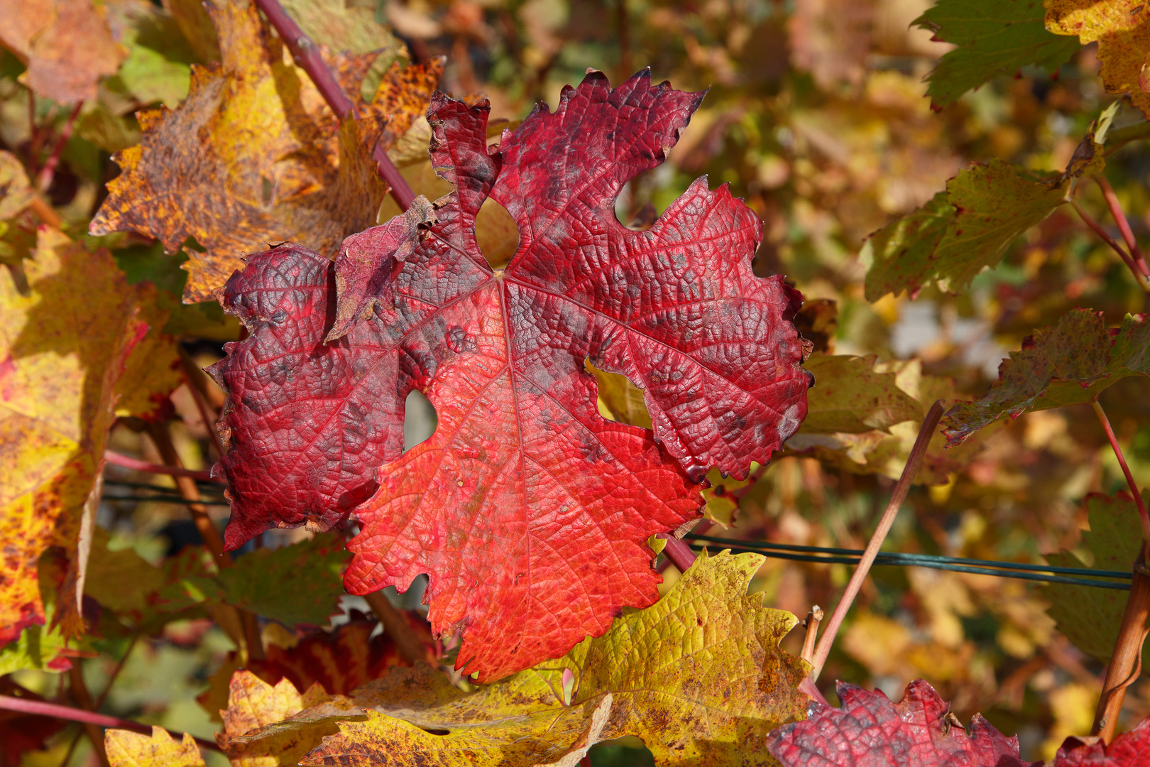 Indian Summer in den Weinbergen