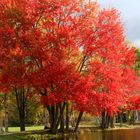 Indian Summer in den White Mountains