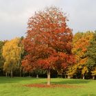 Indian Summer in der Eifel