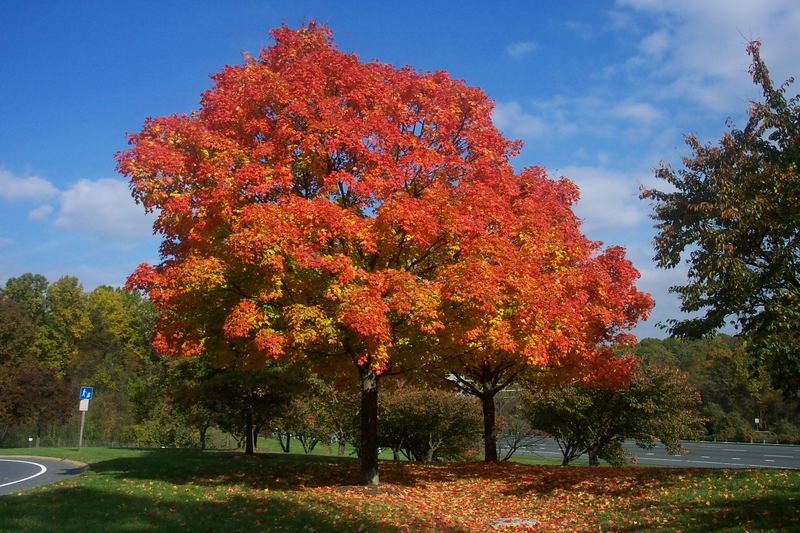 Indian Summer in der Nähe Washington DC