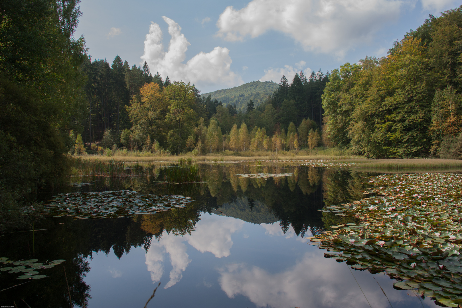 Indian Summer in der Pfalz