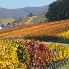 Indian Summer in der schwäbischen Toskana