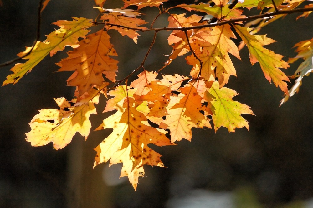 indian summer in der senne von Der Hansen