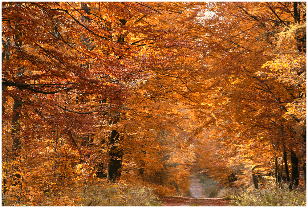 Indian Summer in Deutschland