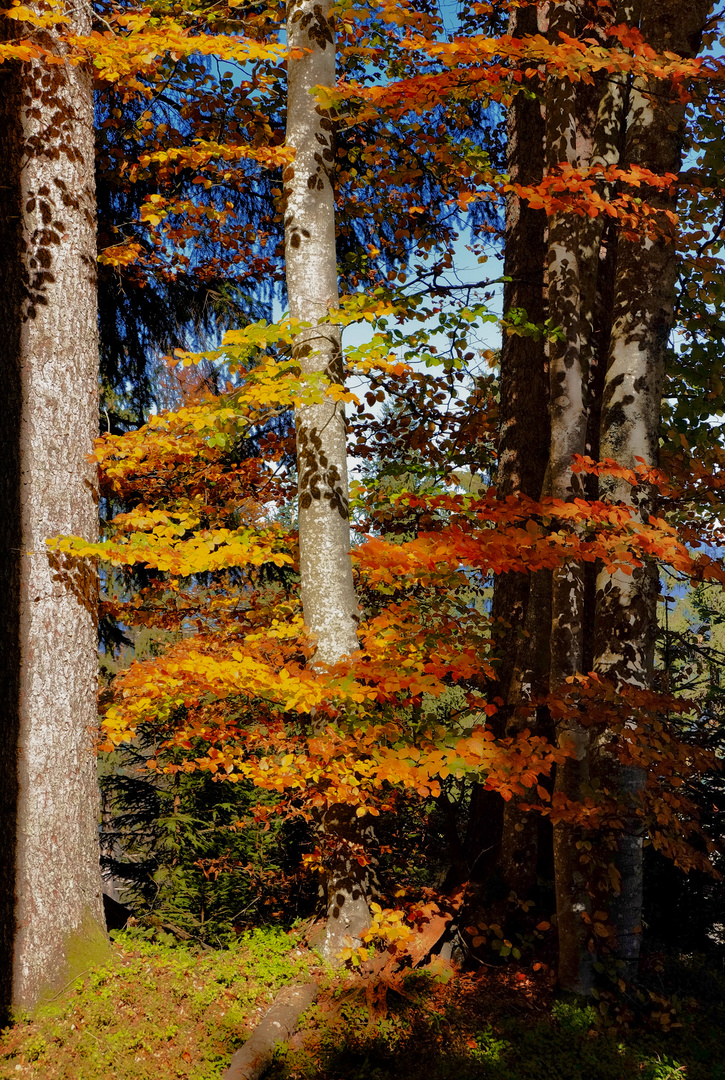 Indian summer in Deutschland