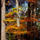 Indian summer in Deutschland