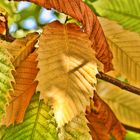 Indian Summer in Franken