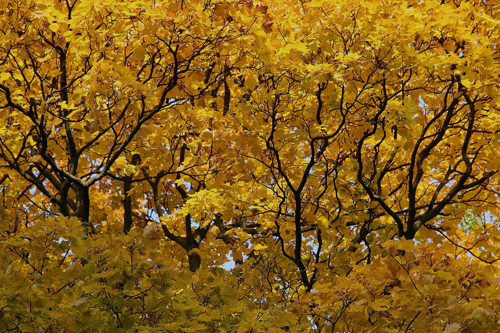 Indian Summer in Haidhausen