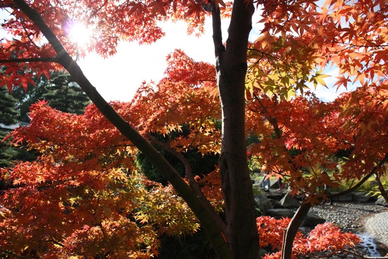 Indian summer in Hamburg