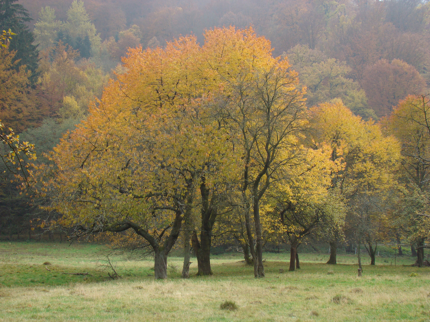 Indian Summer in Hessen