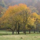 Indian Summer in Hessen