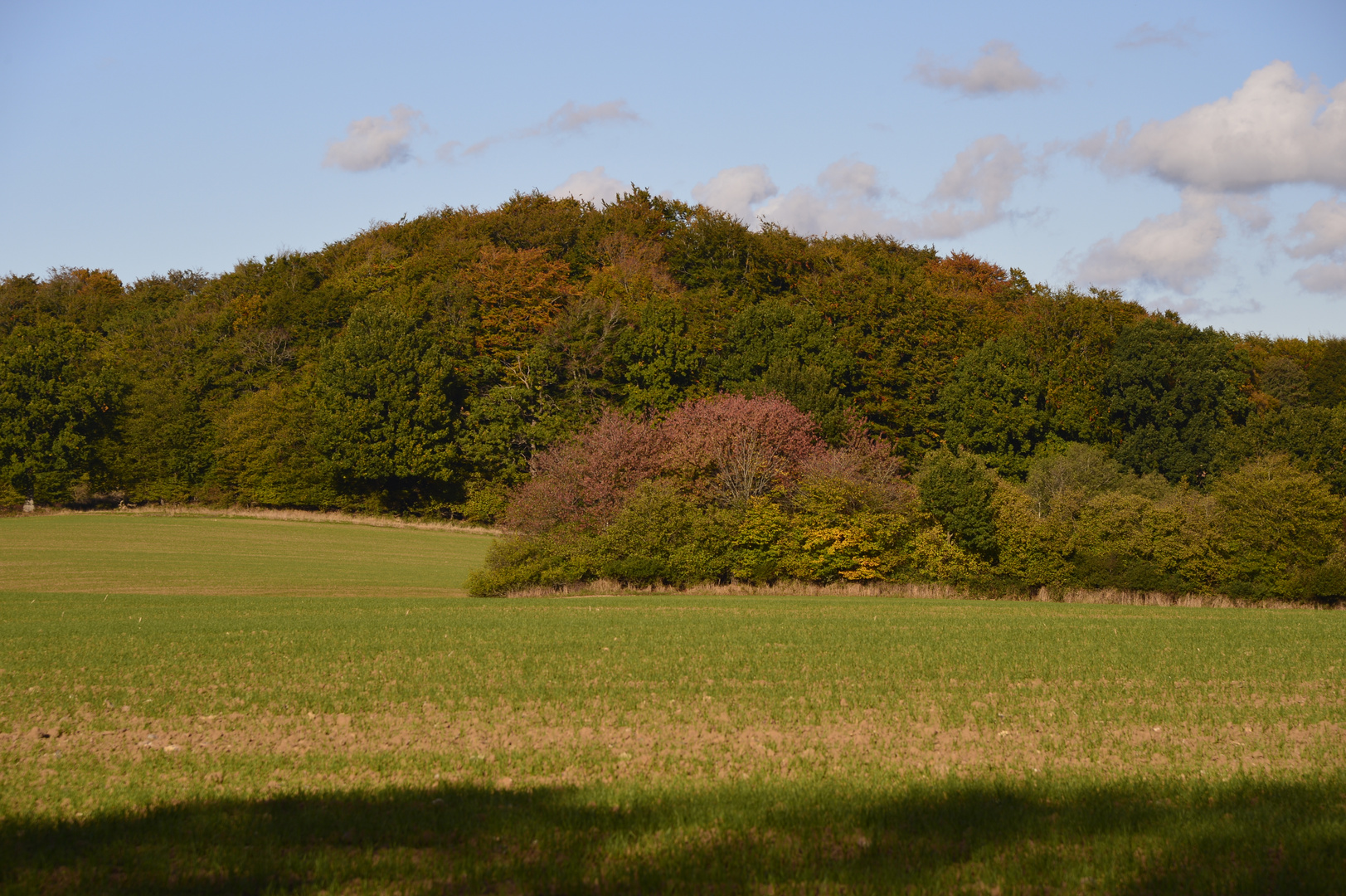 "Indian Summer" in Holstein II