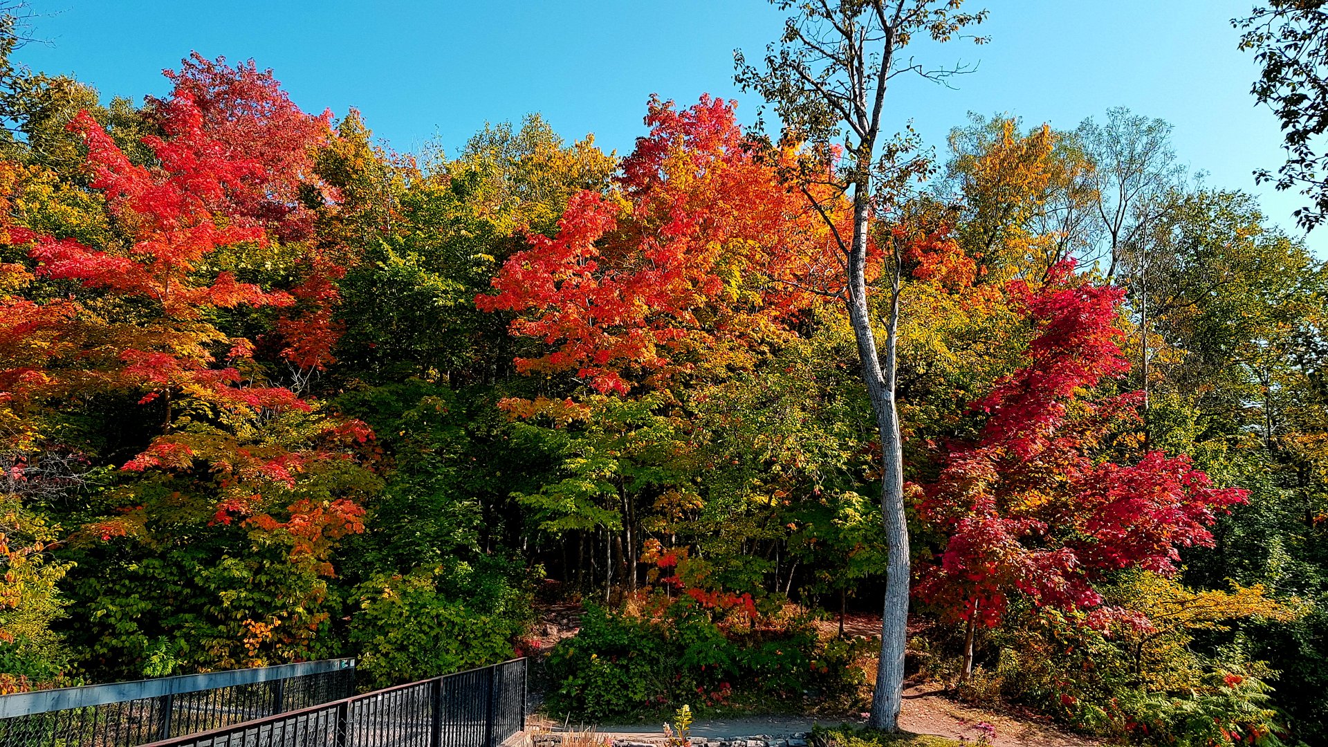 Indian summer in Kanada