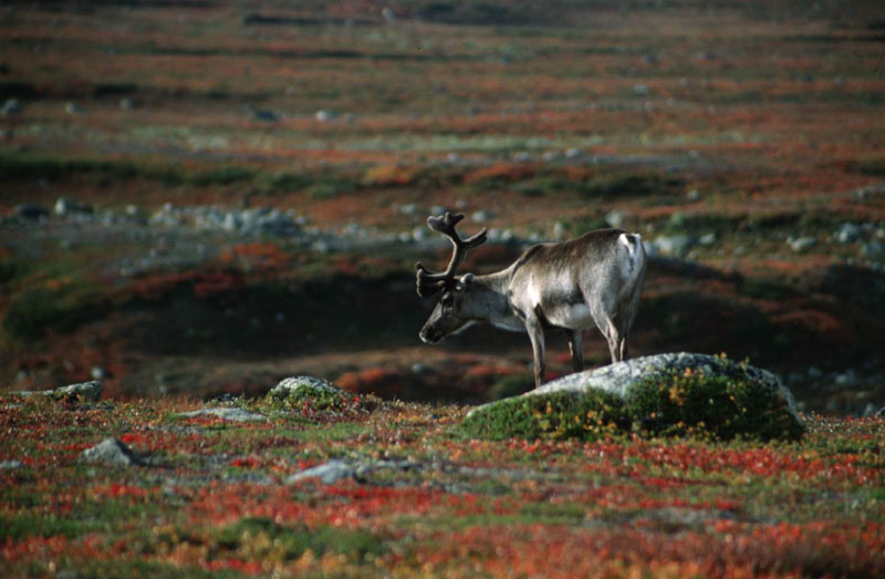 Indian Summer in Lappland