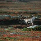 Indian Summer in Lappland