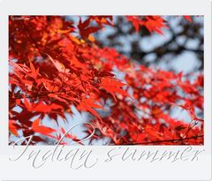 Indian summer in meinem Garten...