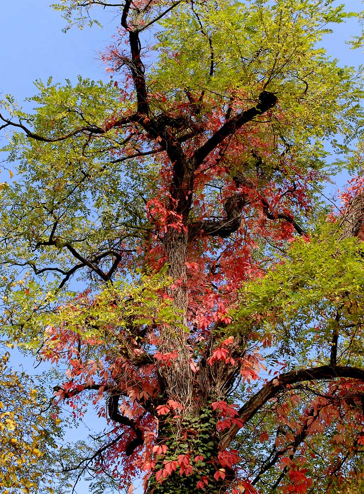 Indian Summer in München 1