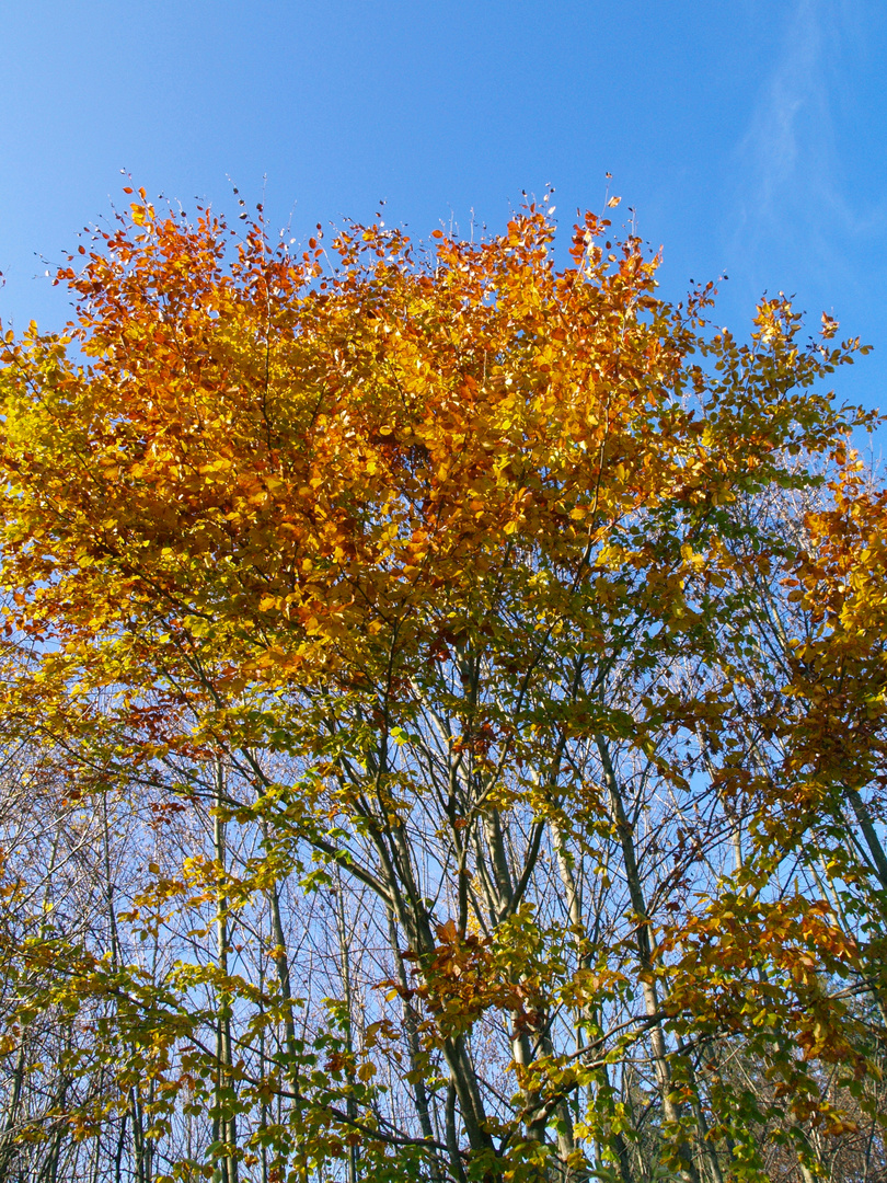 "Indian Summer" in München-Solln