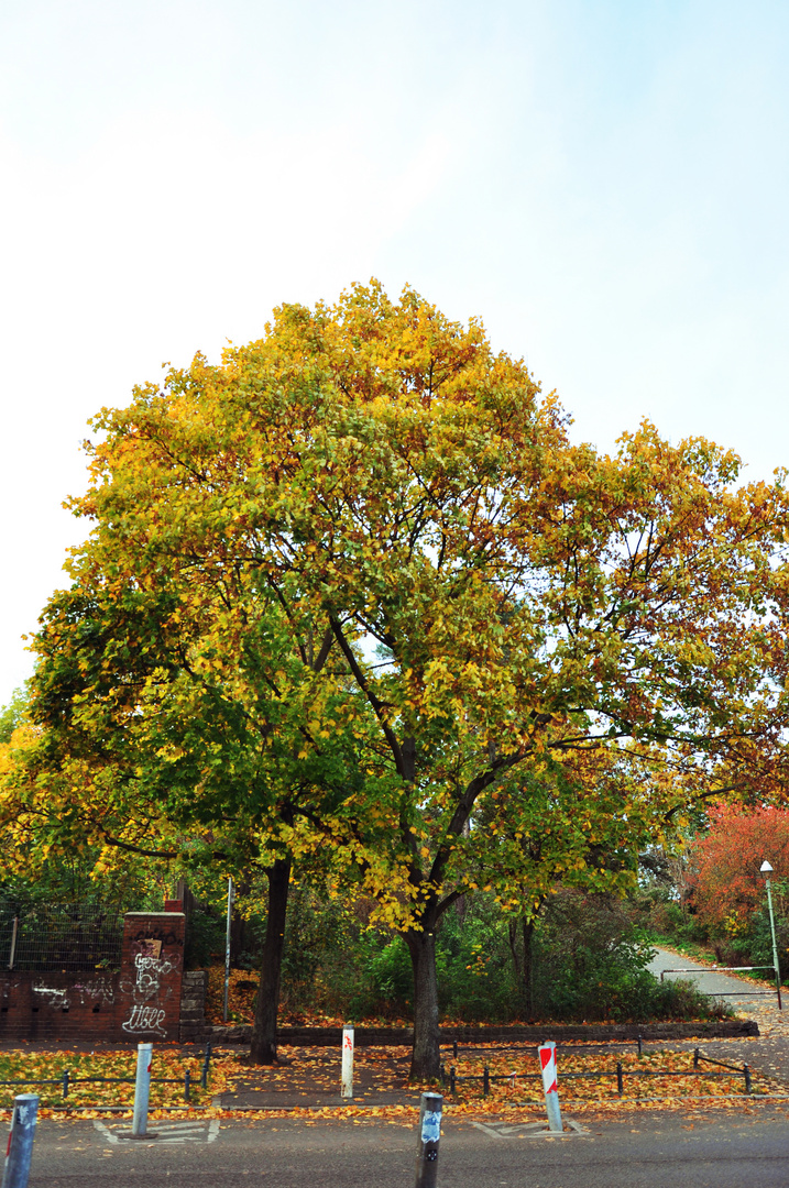 Indian Summer in Neukölln 2