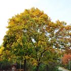 Indian Summer in Neukölln 2