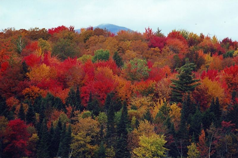 Indian summer in New-England (4)