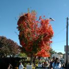 Indian Summer in New Jersey