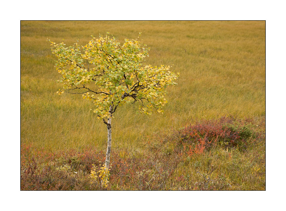 "Indian" Summer in Norrland von Thomas Li. 