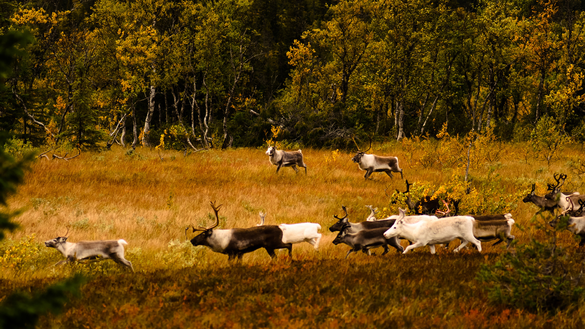 Indian Summer in Norwegen