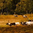 Indian Summer in Norwegen