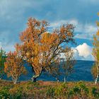 Indian Summer in Norwegen, September 2013_03