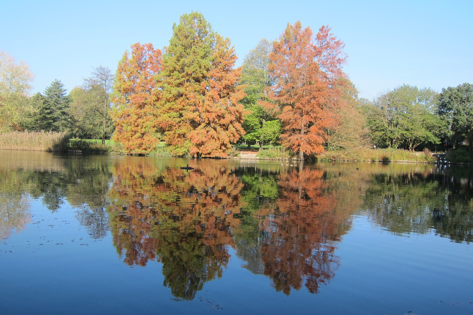 Indian Summer in OWL