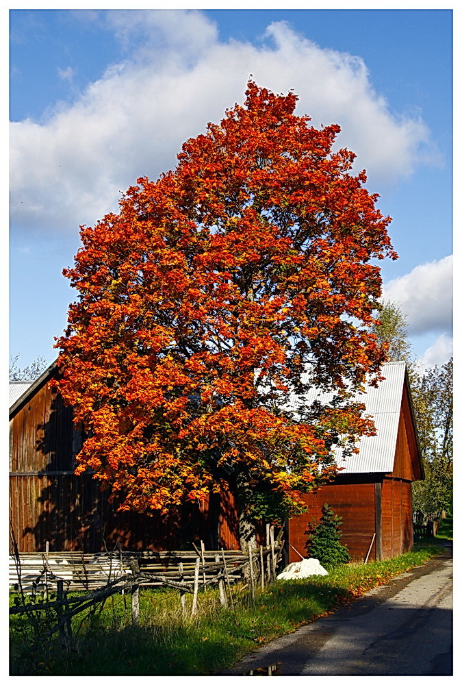 Indian Summer in Schweden