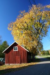 Indian Summer in Sweden l