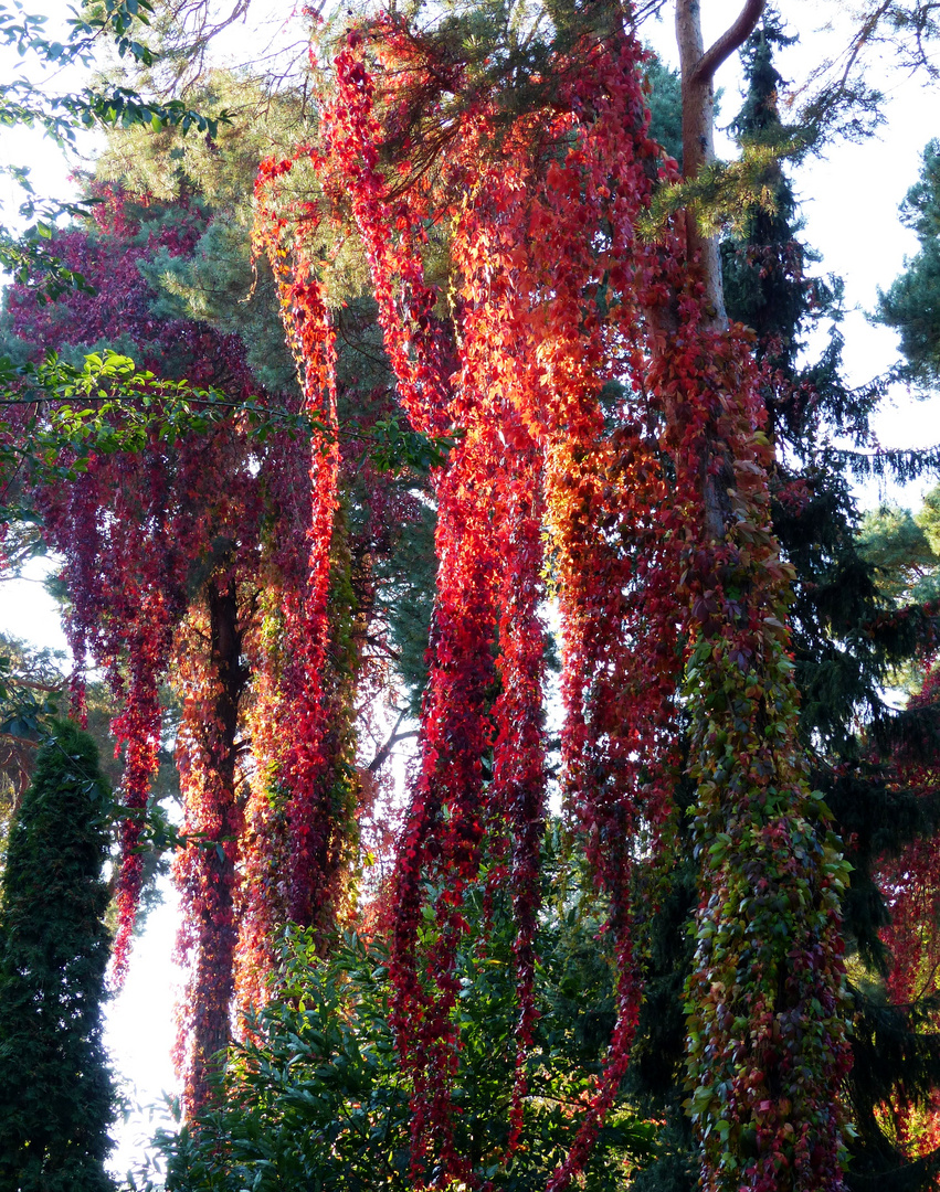 Indian summer in the near of Berlin