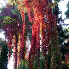 Indian summer in the near of Berlin