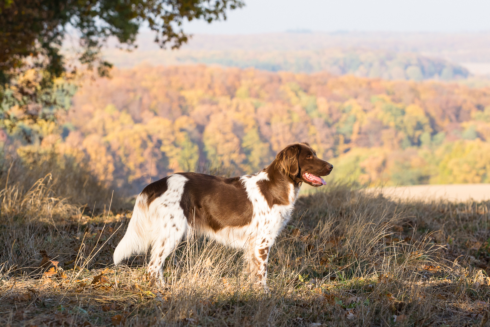 Indian Summer in Unterfranken