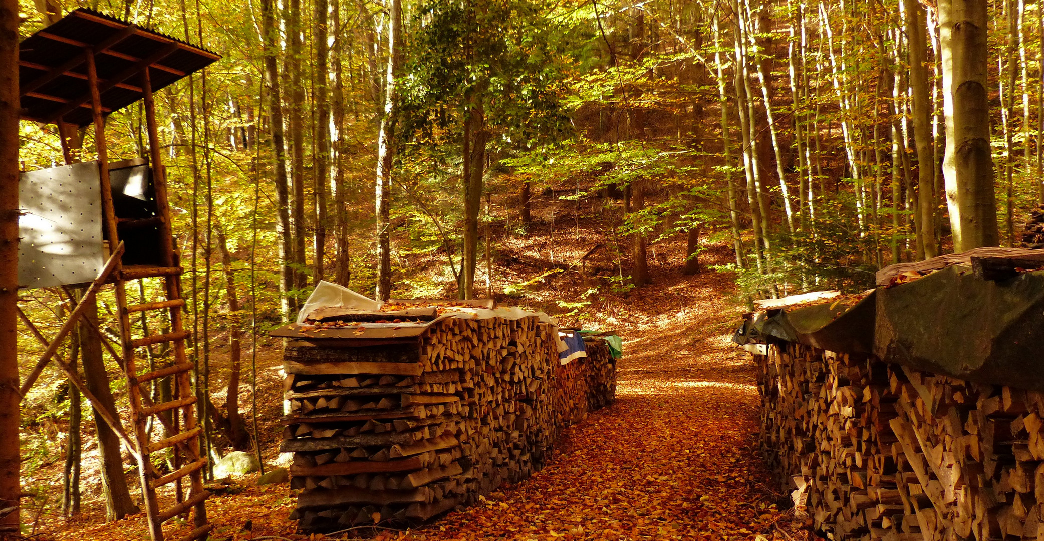 Indian Summer in Zell Weierbach