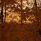 Indian Summer („leaf peeping“) part_3