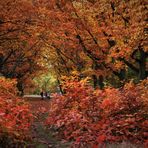 Indian Summer mitten in Berlin